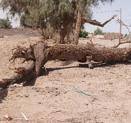 تنه درخت گز|گل و گیاه طبیعی|نگین کویر, |دیوار