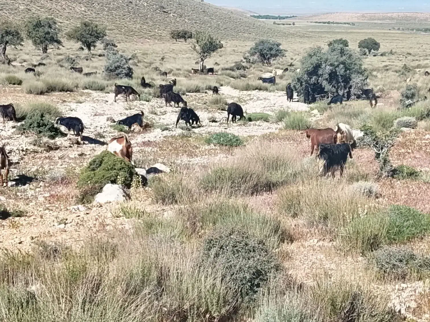 گوسفند|حیوانات مزرعه|باغ صفا, |دیوار