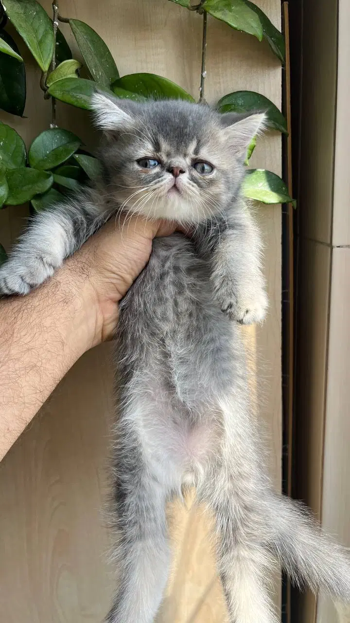 گربه|گربه|گرمدره, |دیوار