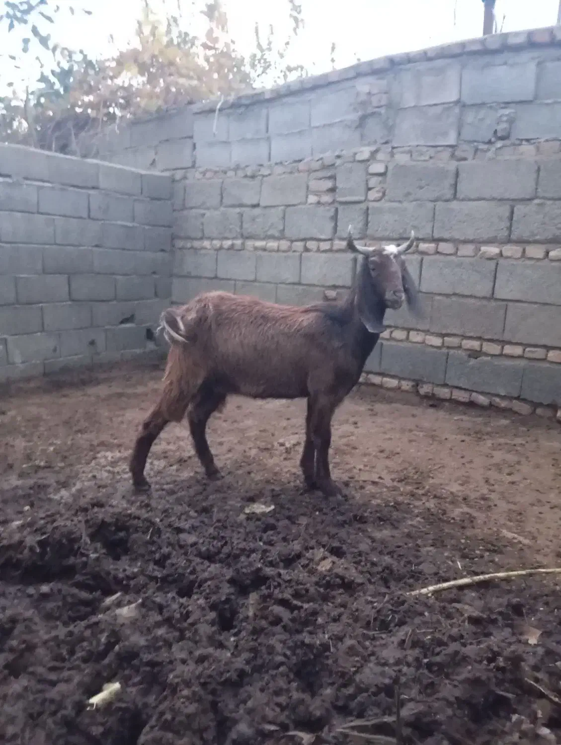 بز ماده|حیوانات مزرعه|سنگدوین, |دیوار