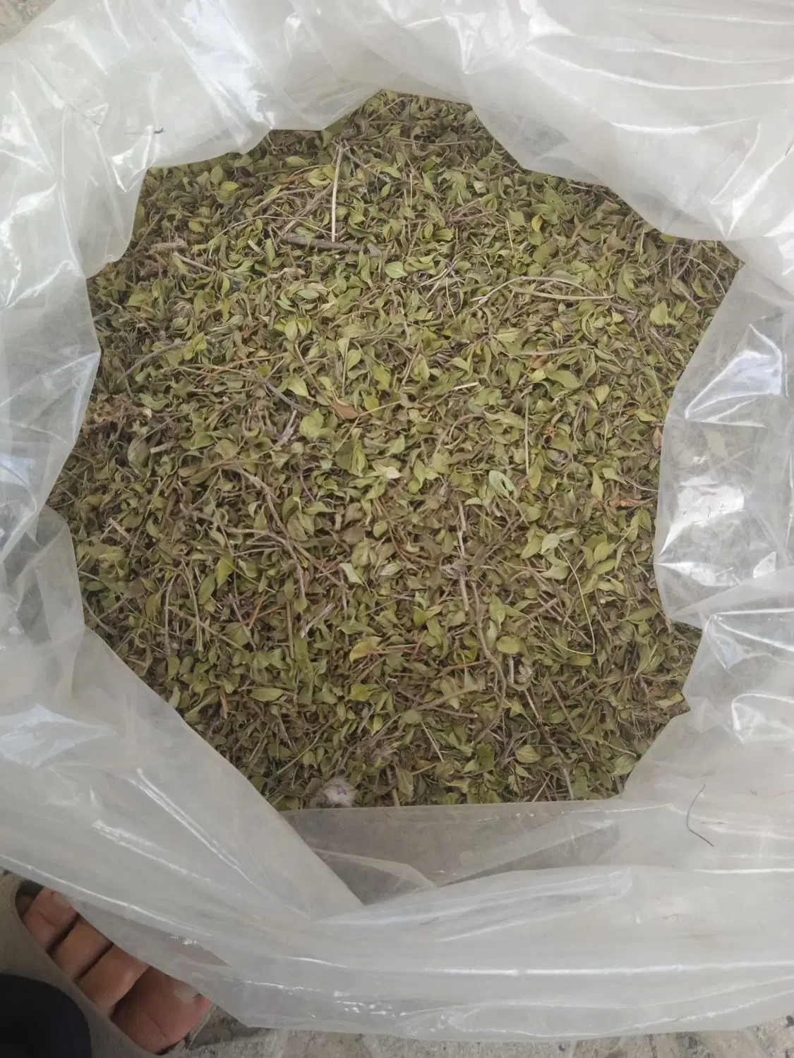 آویشن|خوردنی و آشامیدنی|قوچان, |دیوار