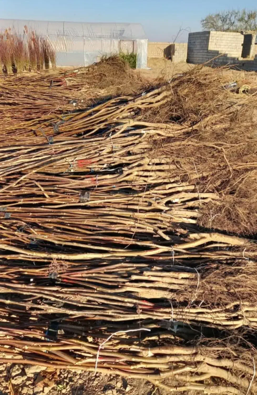 نهالستان فروش انواع نهال زودبازده و پربار ضمانتی|خدمات باغبانی و درختکاری|ساری, |دیوار