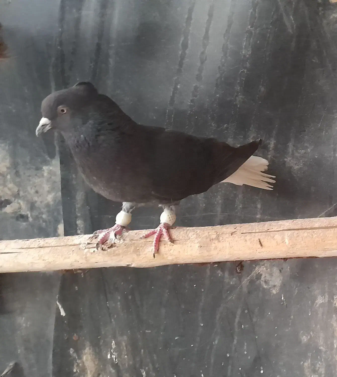 ۱۰۰۰۰۰۰|پرنده|سوسنگرد, |دیوار