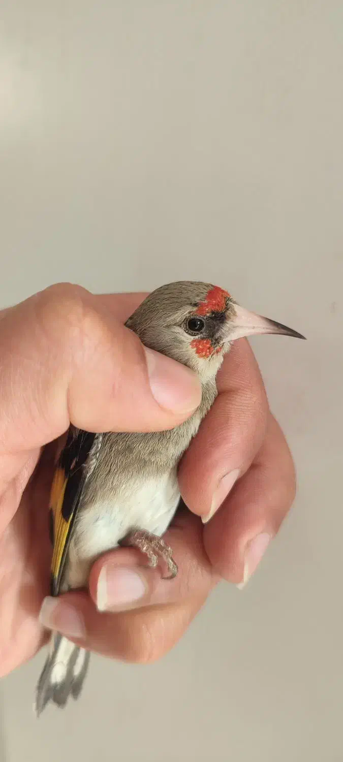 کرمونی|پرنده|شیراز, کوشک میدان|دیوار