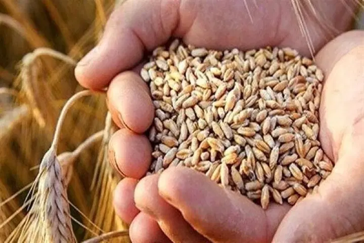 گندم|خدمات باغبانی و درختکاری|بسطام, |دیوار