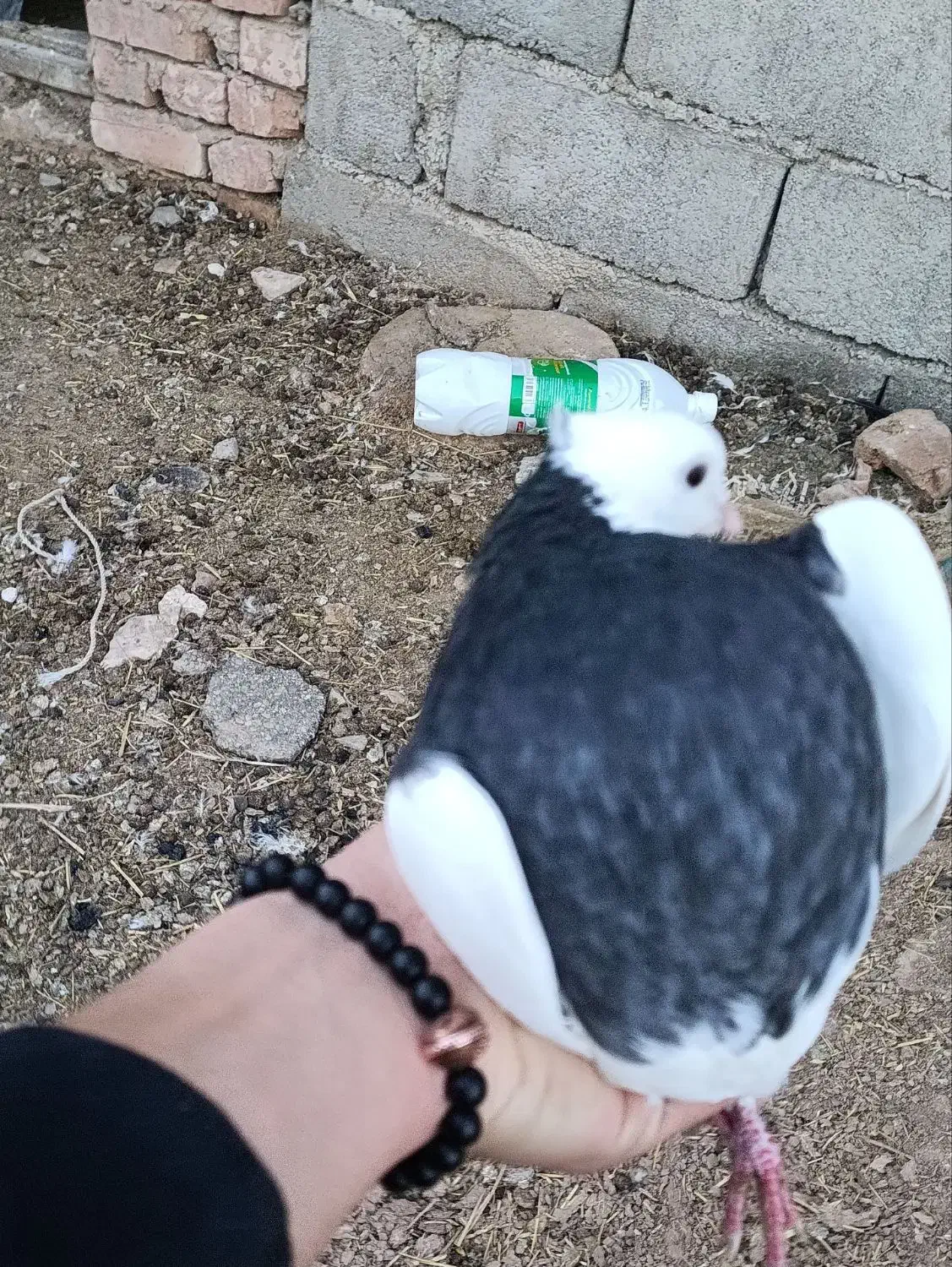 کبوتر|پرنده|قهستان, |دیوار