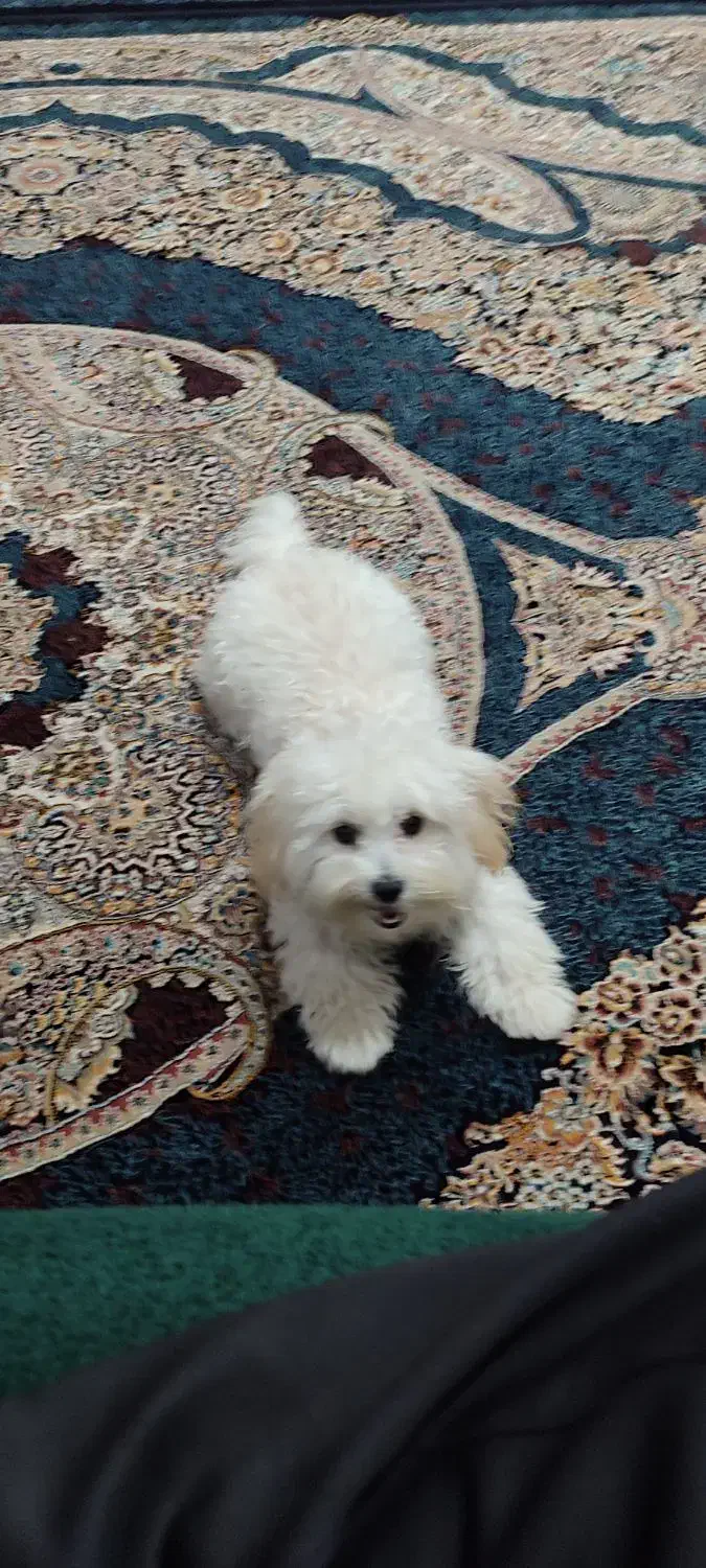 سگ شیتزو|سگ|اندیمشک, |دیوار