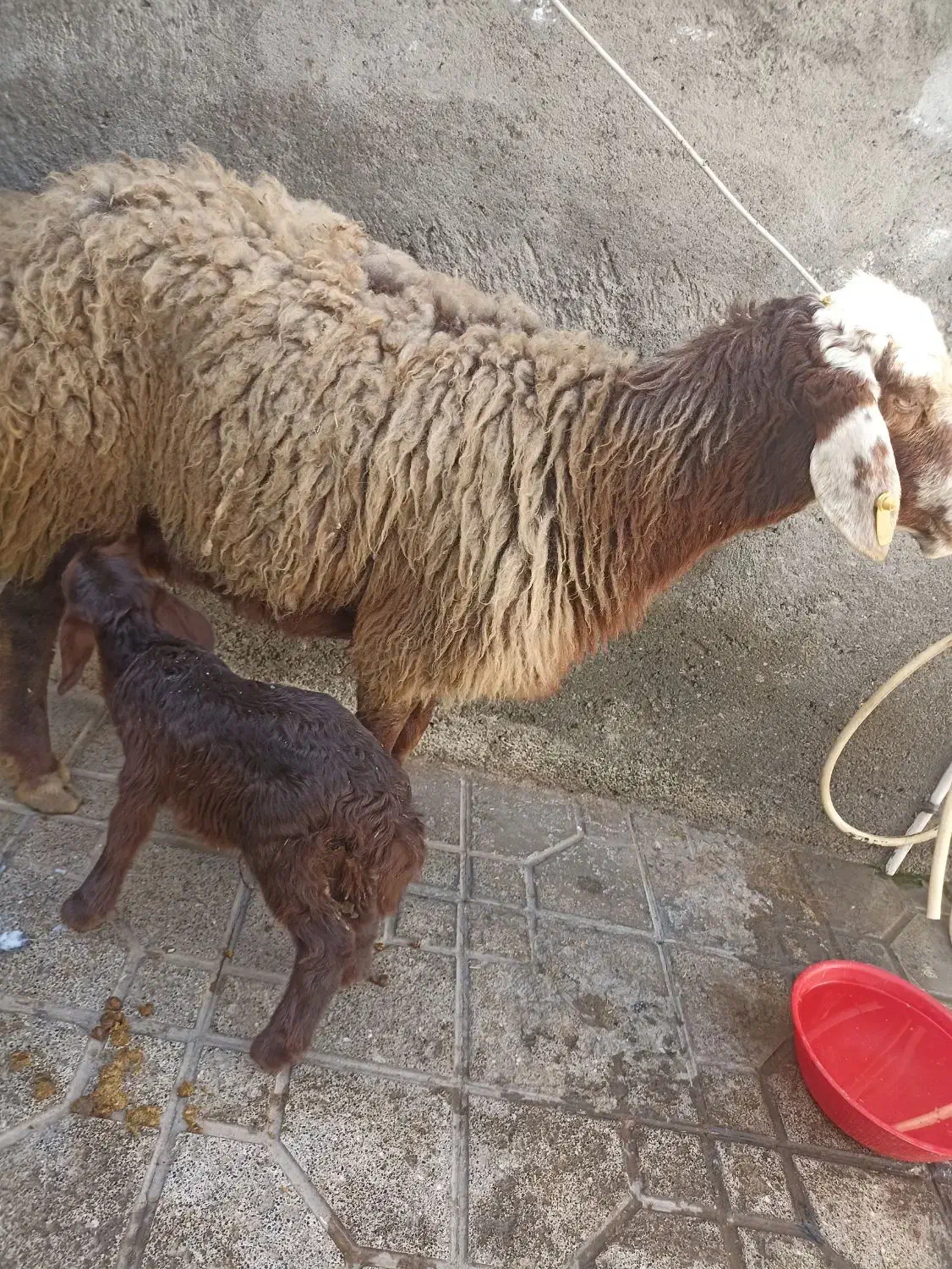 میش وبره|حیوانات مزرعه|مشهد, همت آباد|دیوار