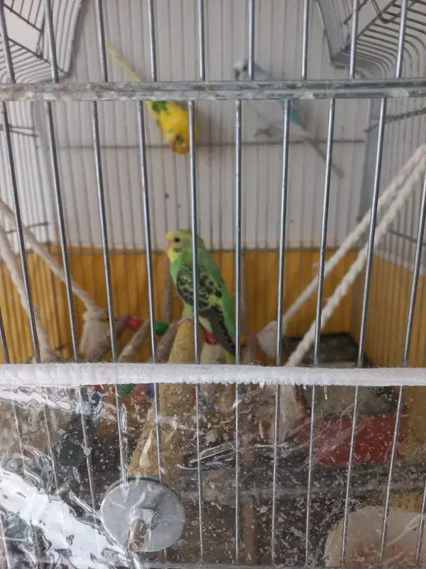 مرغ عشق|پرنده|مشهد, زیبا شهر|دیوار