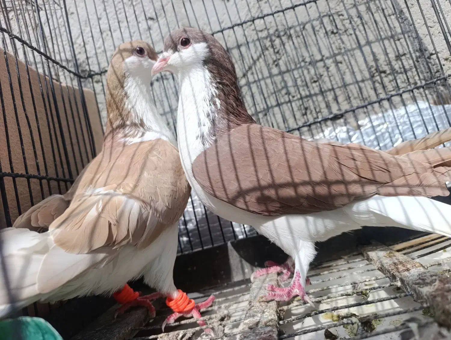 کبوتر رنگی|پرنده|سراوان, |دیوار