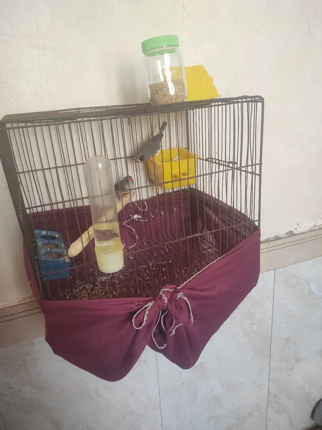 پرنده|پرنده|گهواره, |دیوار
