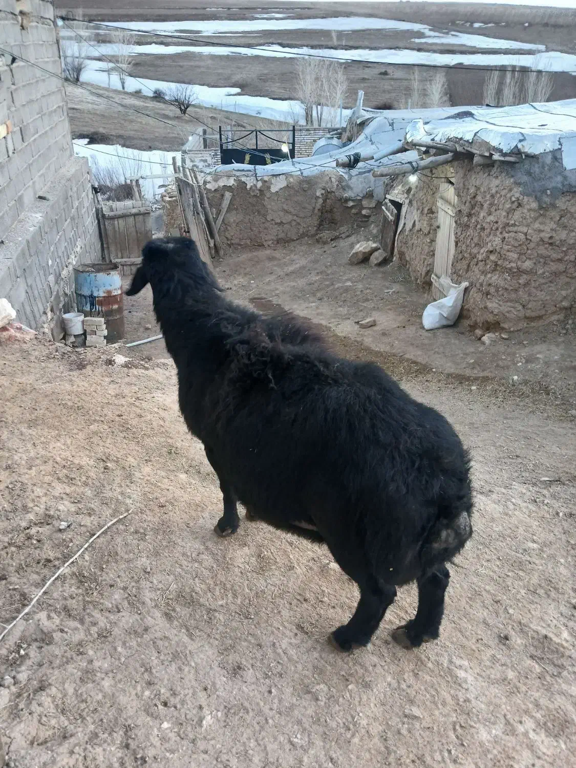 63000000|حیوانات مزرعه|زنجانرود, |دیوار