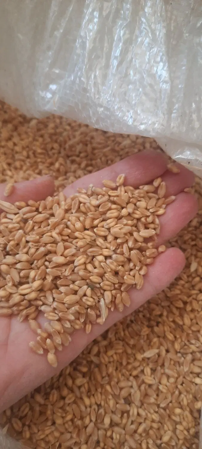 گندم آبی|خوردنی و آشامیدنی|کرمانشاه, |دیوار