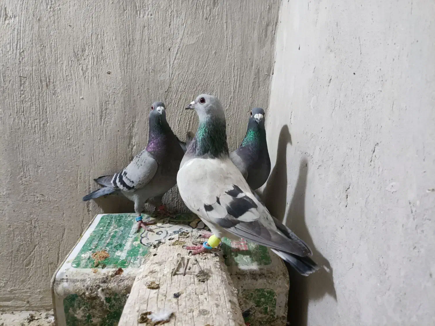 المانی|پرنده|سده (خراسان جنوبی), |دیوار