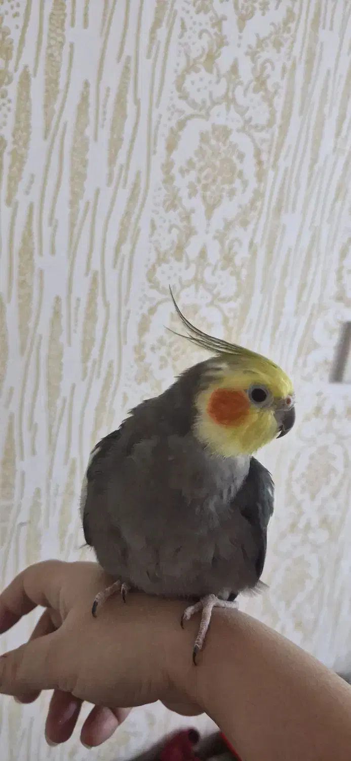 عروس هلندی|پرنده|رشت, کوی امام رضا|دیوار