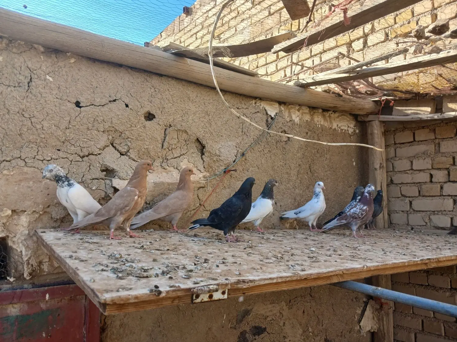 کفتر|پرنده|خنداب, |دیوار
