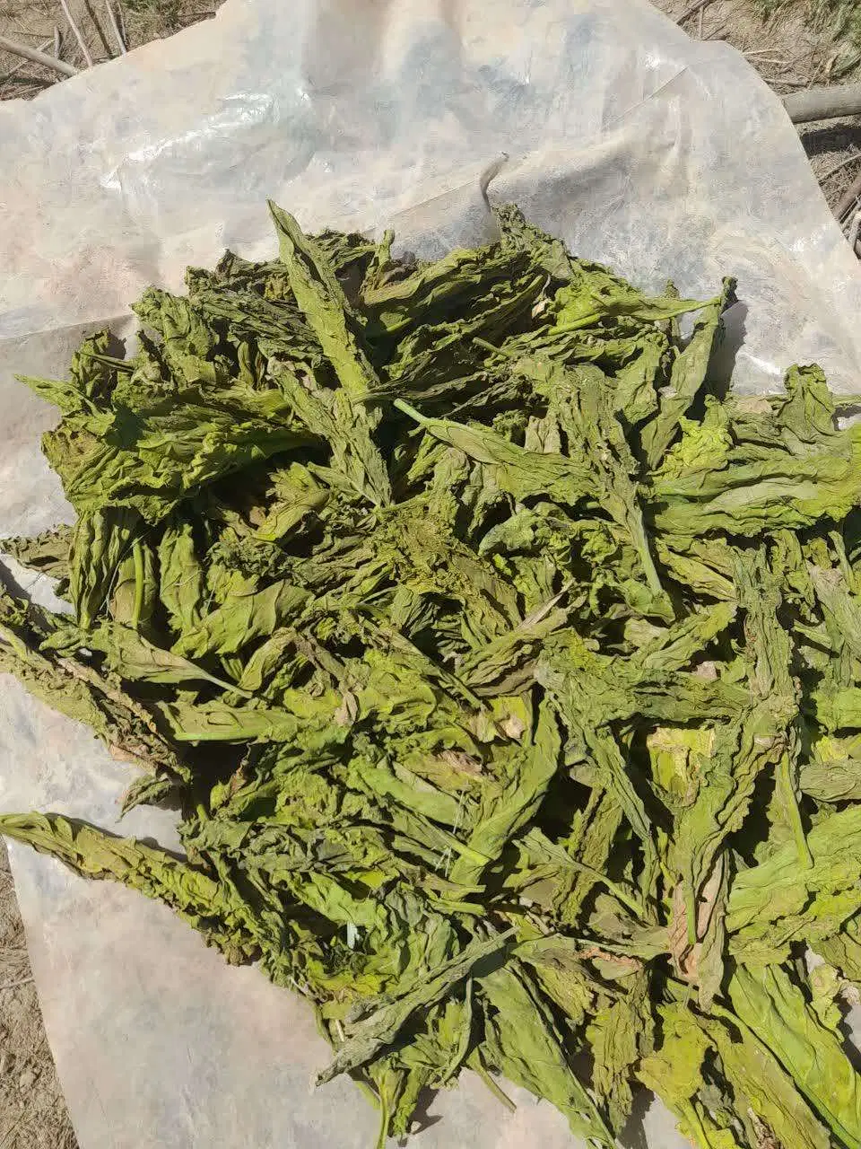 سبزی|عمده‌فروشی|دلگان, |دیوار