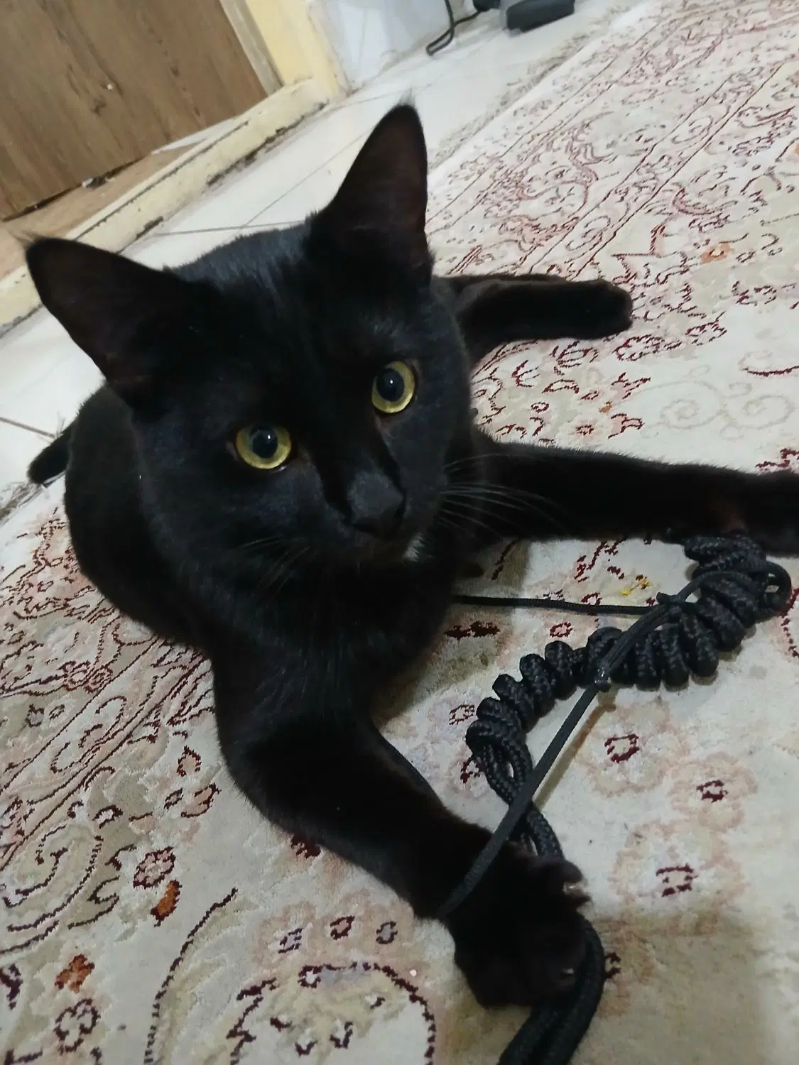 گربه Dsh|گربه|گرگان, |دیوار