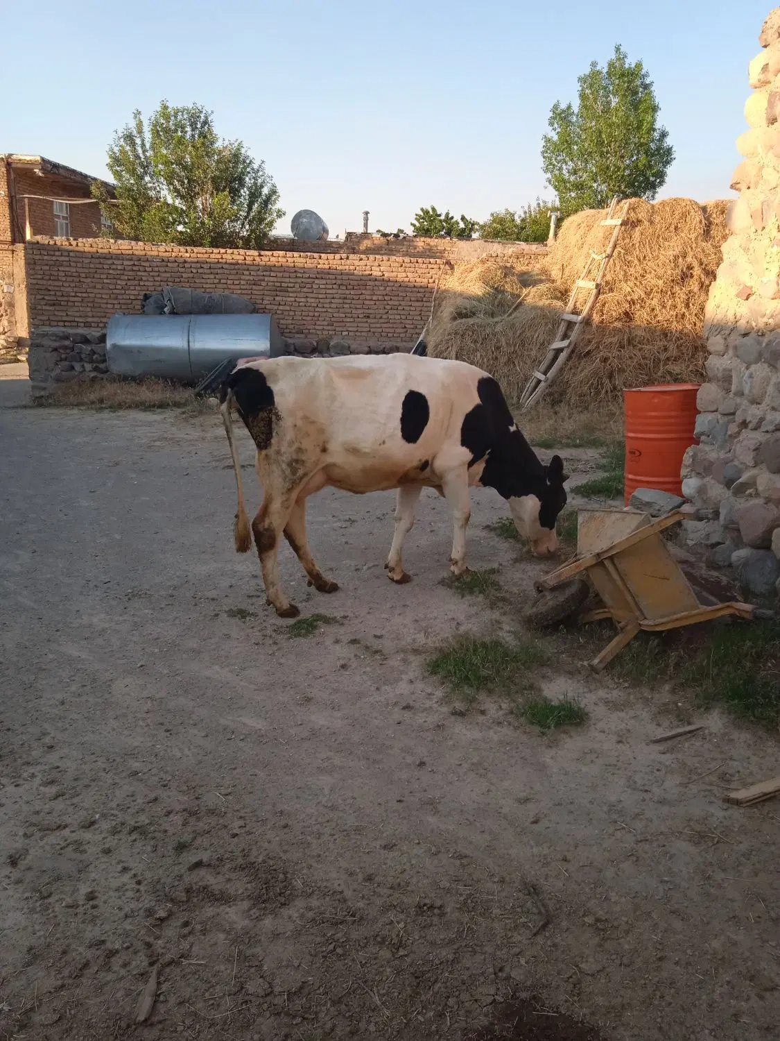 گاو|حیوانات مزرعه|بستان آباد, |دیوار