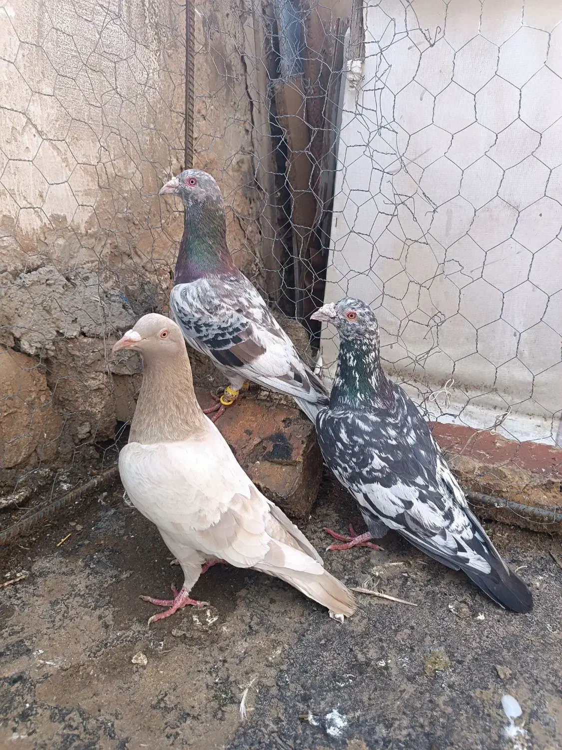 کبوتر هفرنگ آس خطی لک دار|پرنده|قزوین, |دیوار