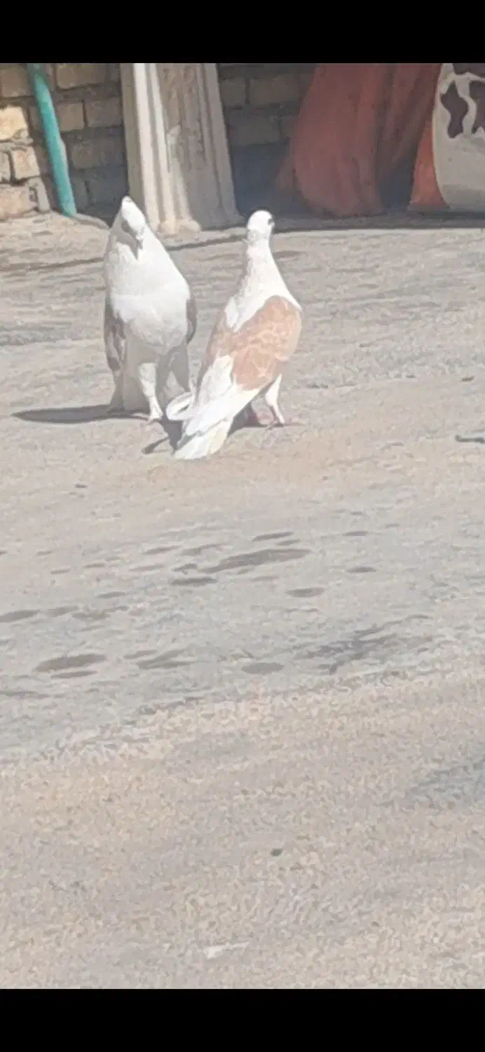 کبوتر|پرنده|ایذه, |دیوار