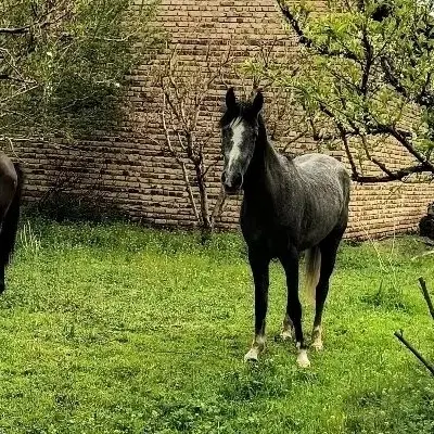 اسب|اسب و تجهیزات اسب‌سواری|ارومیه, |دیوار