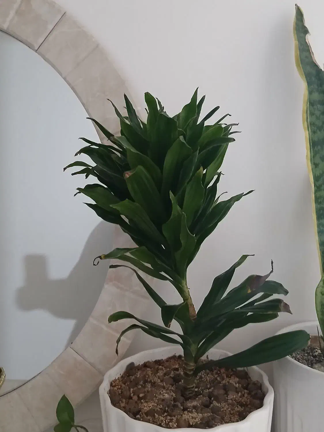 گل طبیعی|گل و گیاه طبیعی|پرند, فاز ۶|دیوار