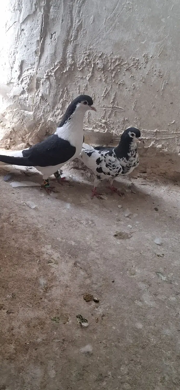 کفتر|پرنده|مشهد, محمدآباد|دیوار