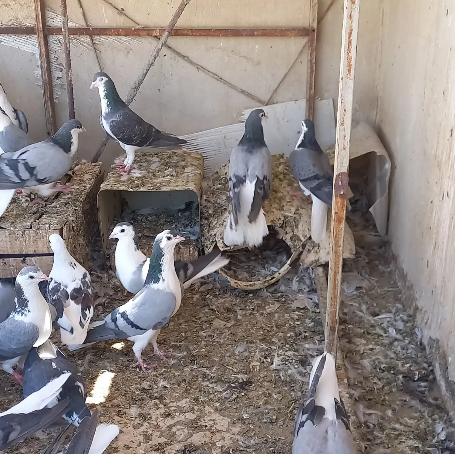 کبوتر|پرنده|اصفهان, بهارستان|دیوار