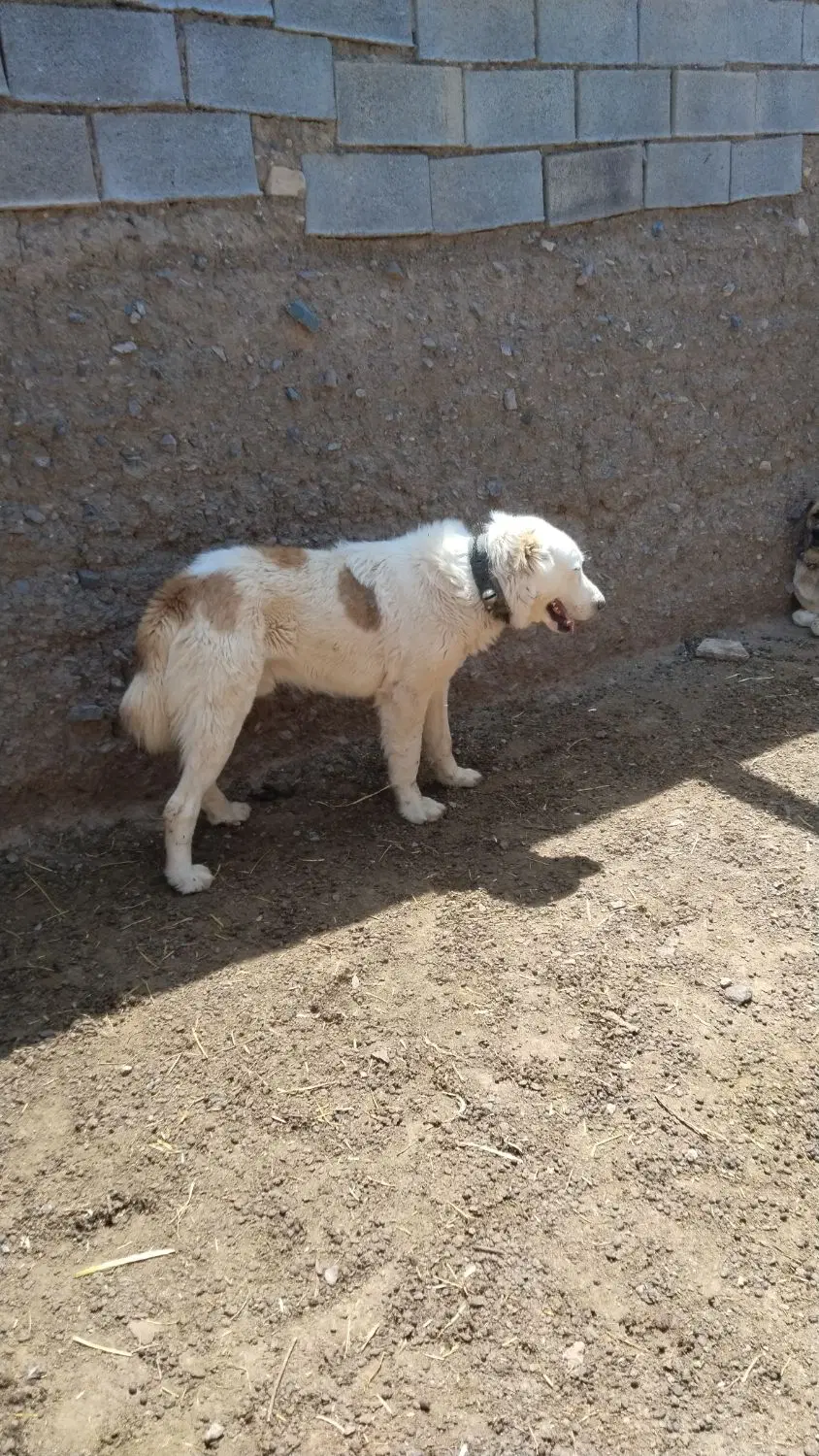 سگ گله ای|سگ|رشتخوار, |دیوار