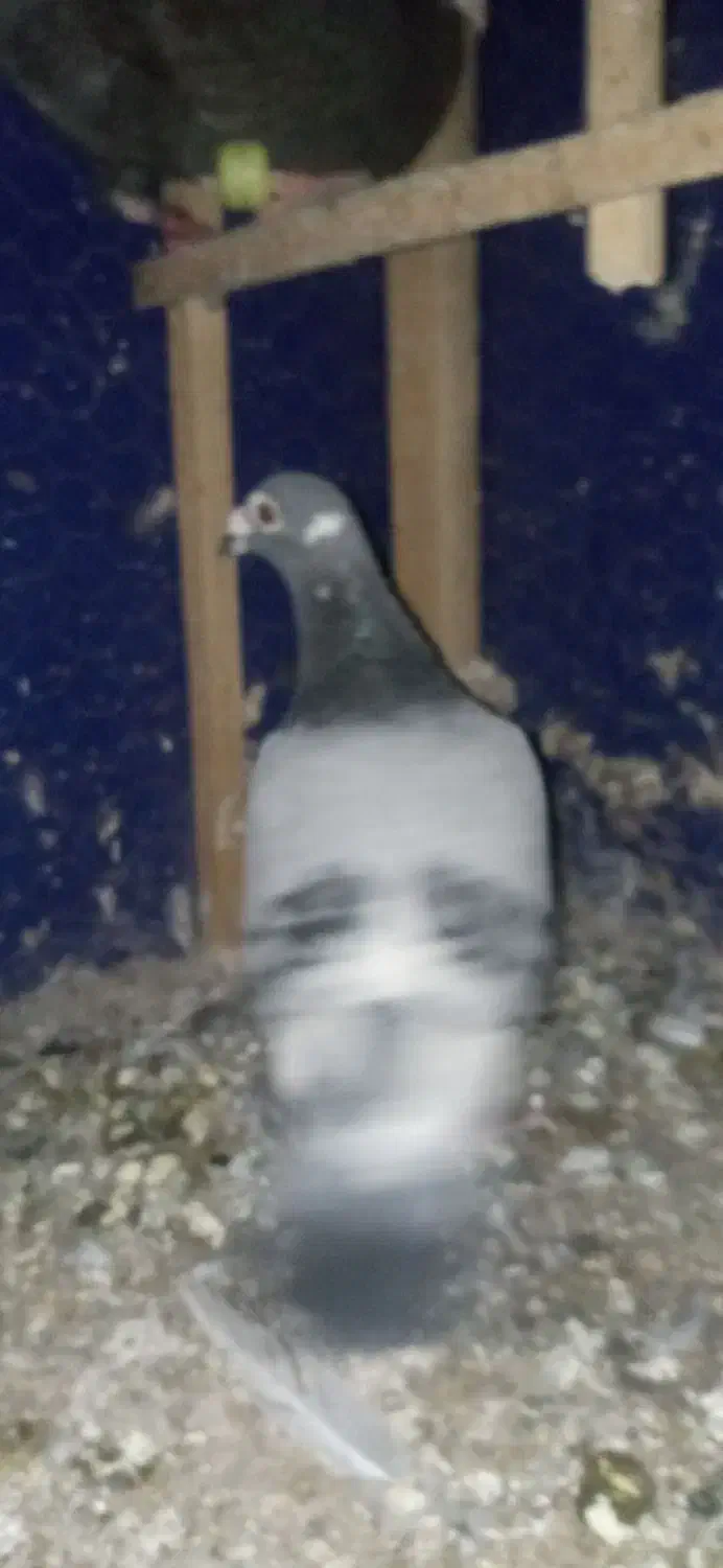 کفتر|پرنده|نیشابور, بنیاد شهید|دیوار