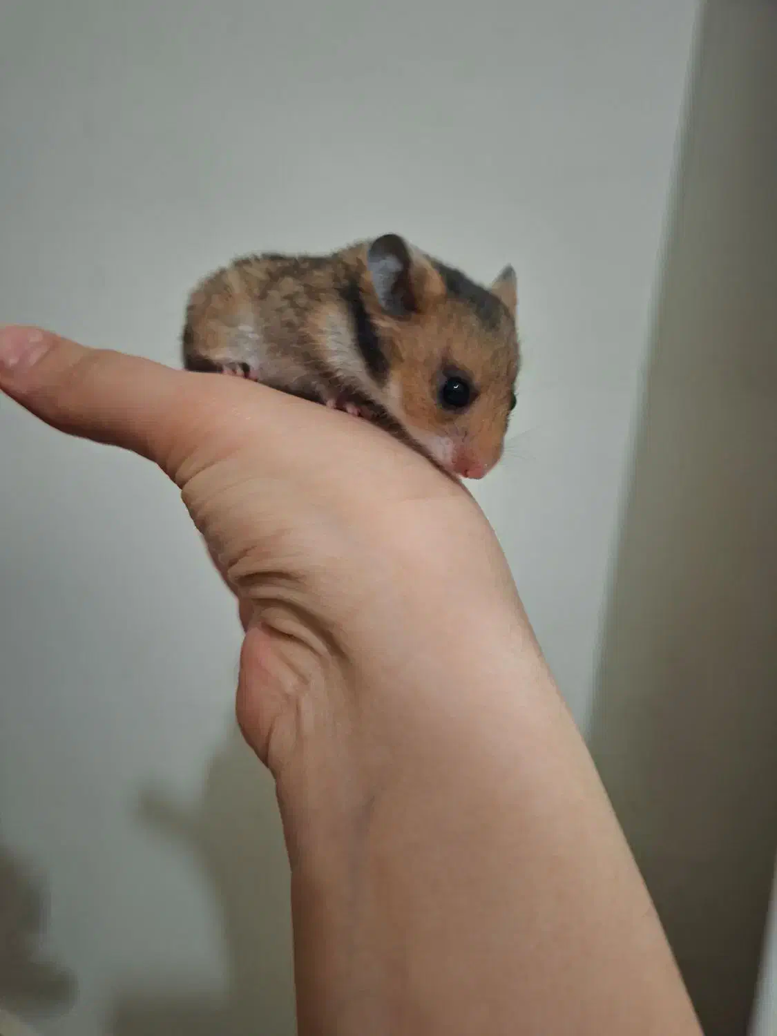 همستر|موش و خرگوش|سنندج, |دیوار