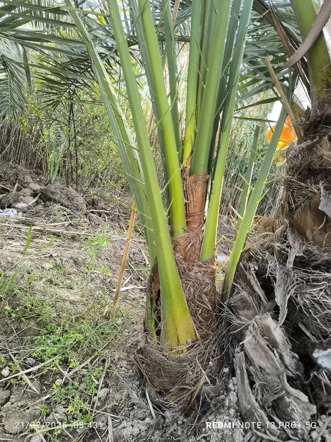 نخل برحی|خدمات باغبانی و درختکاری|چمران, |دیوار