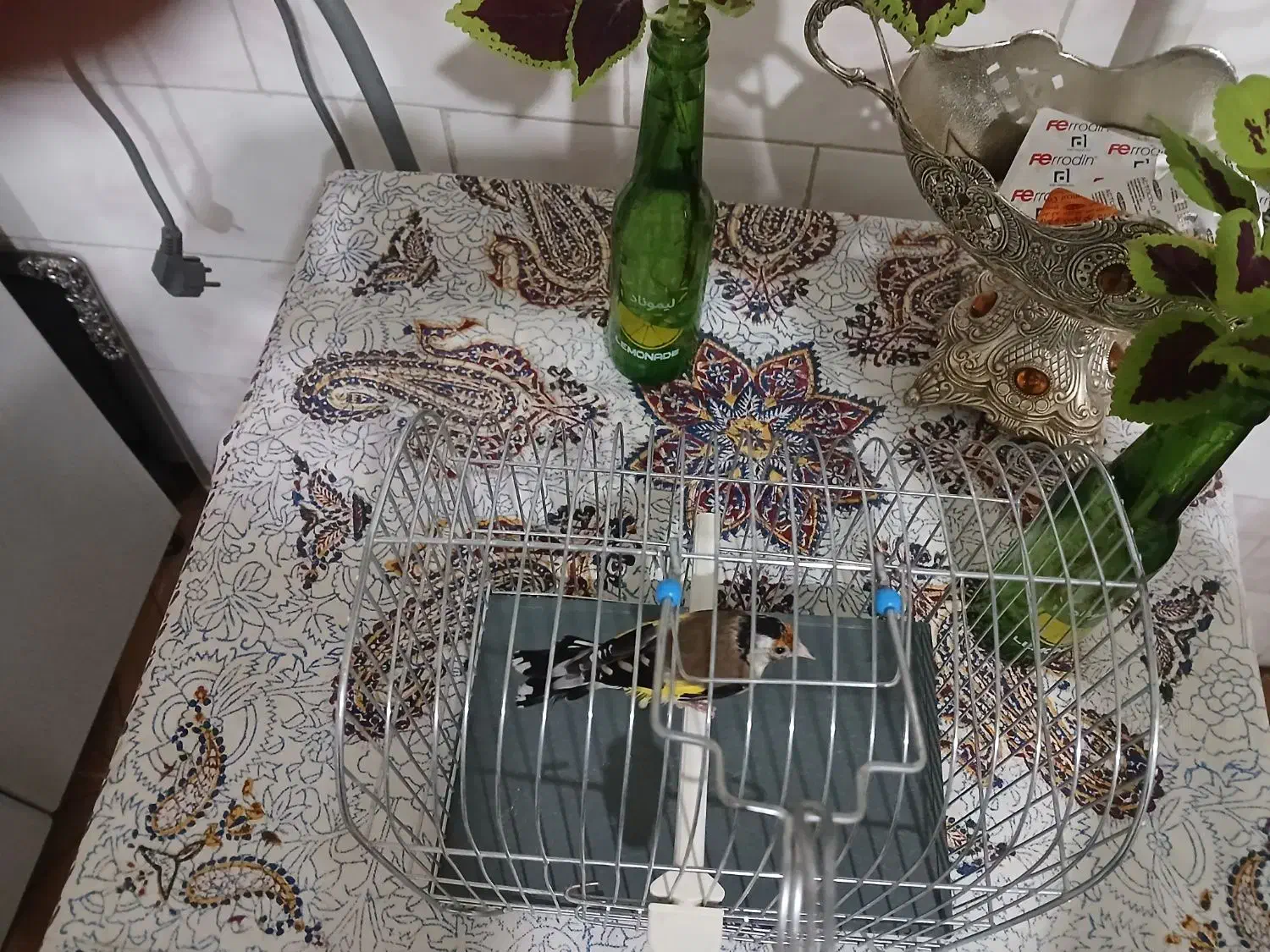 سیره ماده|پرنده|سنندج, |دیوار