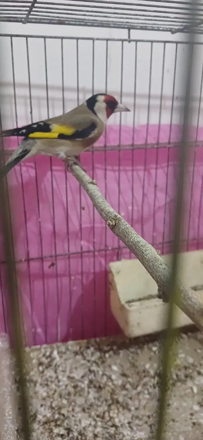 سهره|پرنده|مسجد سلیمان, |دیوار