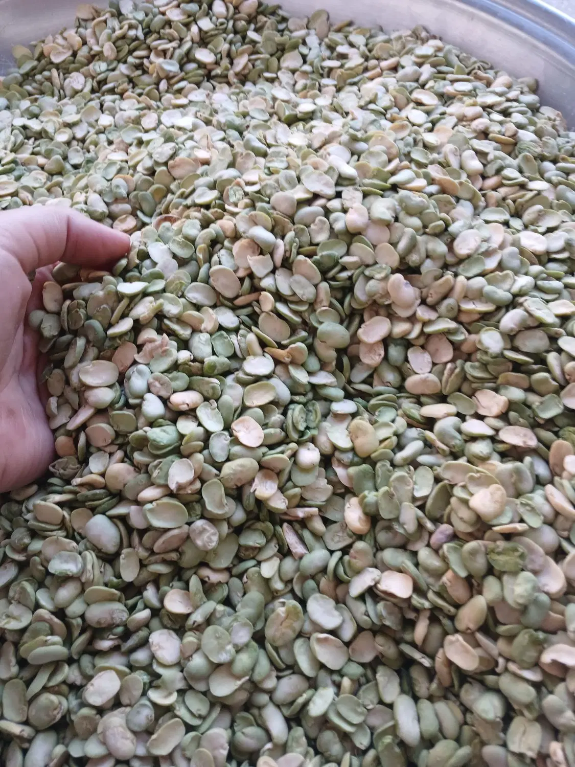 باقله|خوردنی و آشامیدنی|بروجرد, |دیوار