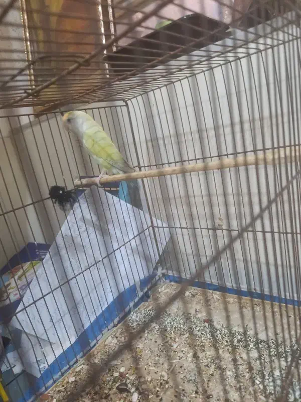 کوتوله|پرنده|یزد, |دیوار