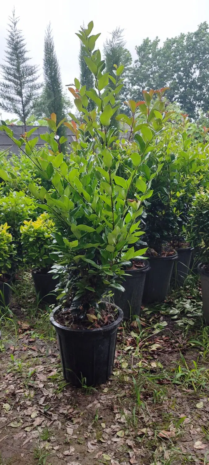 گل و گیاه|خدمات باغبانی و درختکاری|کلاچای, |دیوار