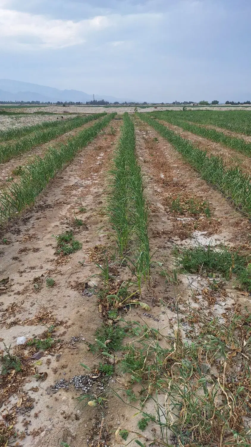 سیرمحلی|خدمات باغبانی و درختکاری|آبدان, |دیوار