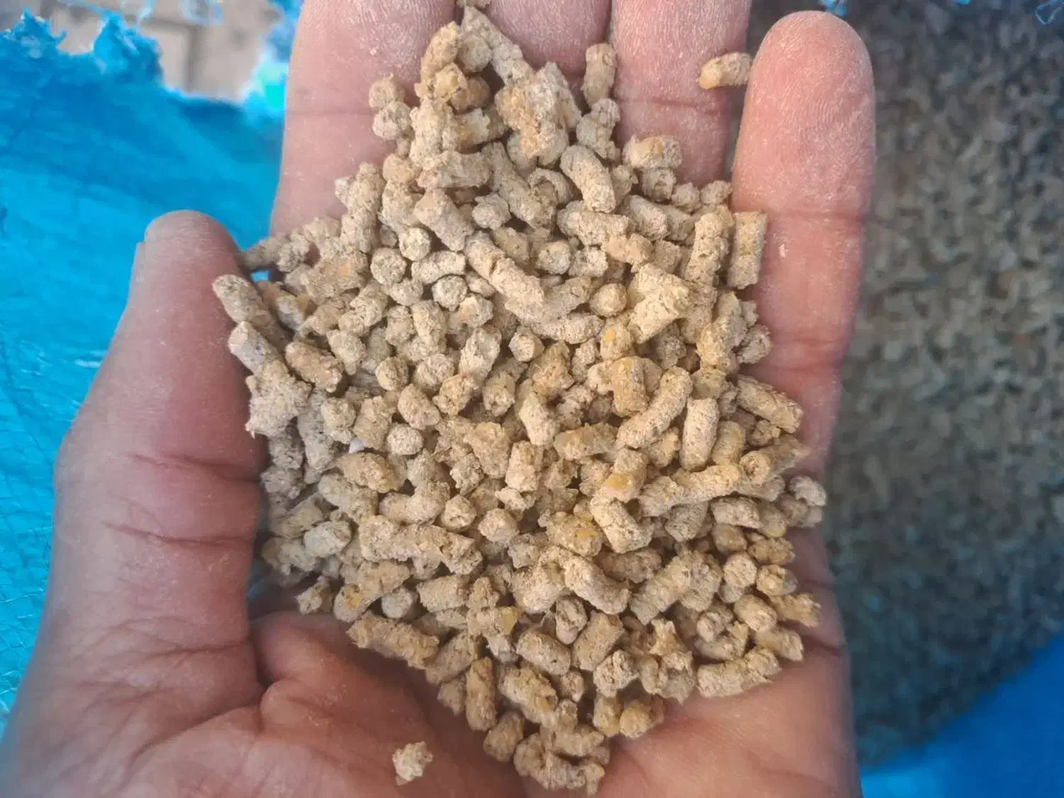 دان مرغ|حیوانات مزرعه|قزوین, |دیوار