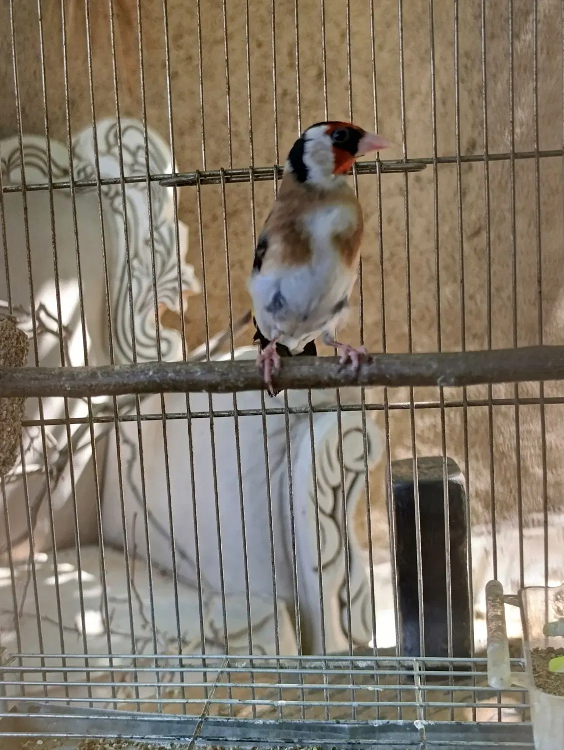 سهره|پرنده|اراک, |دیوار