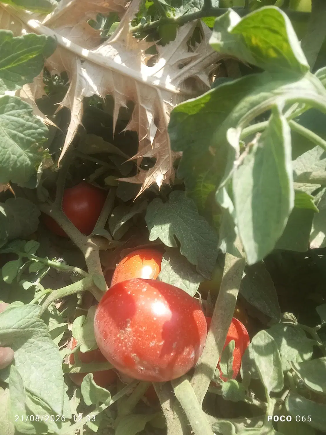 گوجه|خوردنی و آشامیدنی|نیشابور, ماروسک|دیوار