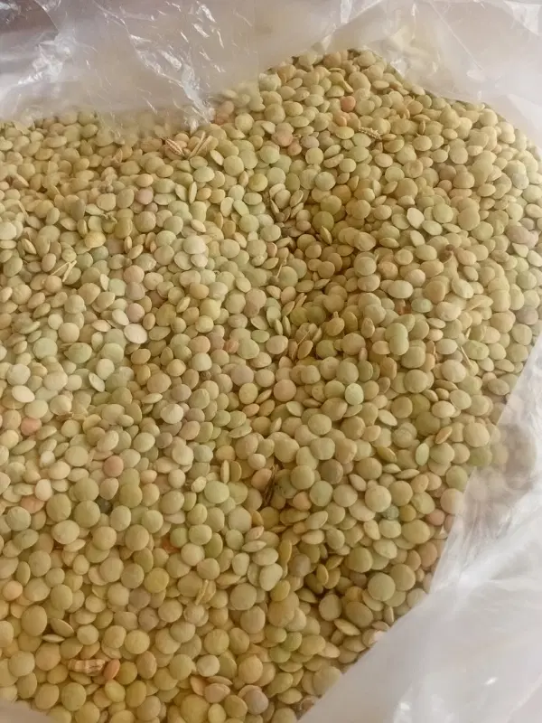 عدس محلی|خوردنی و آشامیدنی|ماکو, |دیوار
