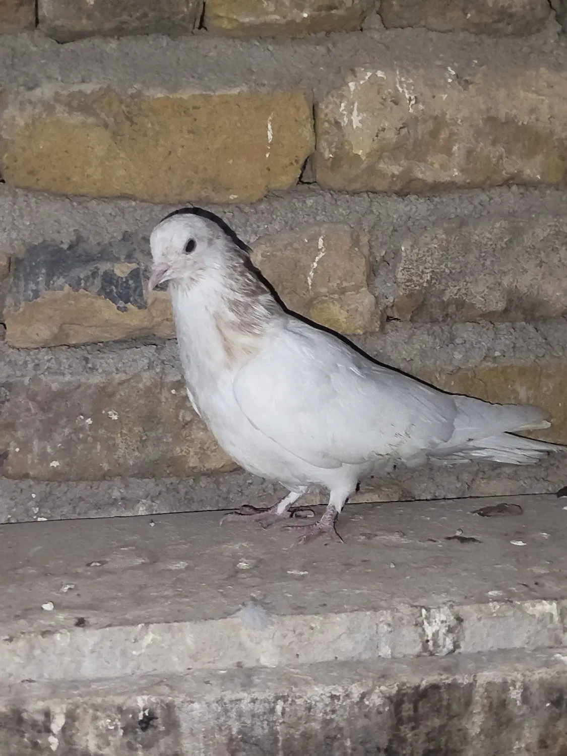کله سار|پرنده|بجنورد, |دیوار