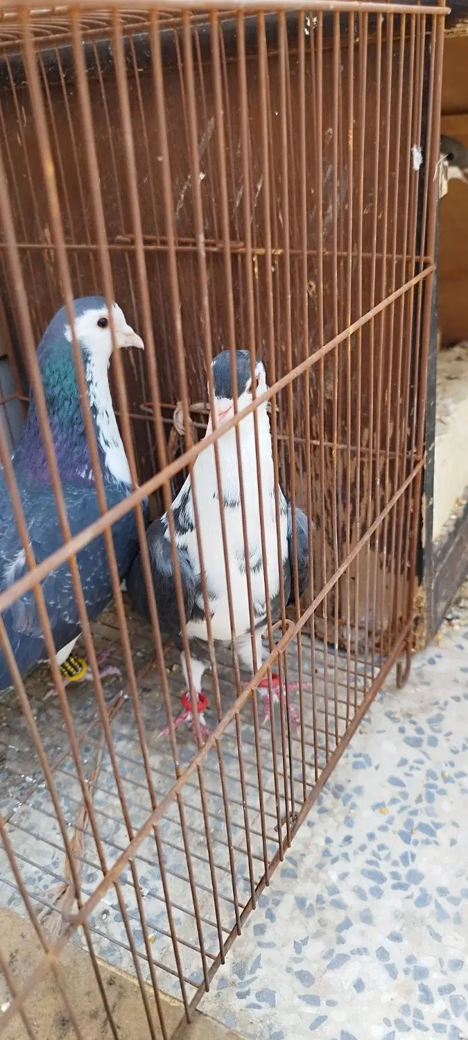 دمگیر|پرنده|اصفهان, باغ فدک|دیوار