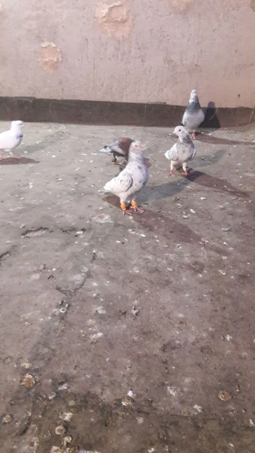 کبوتر|پرنده|نیشابور, ده حلاج|دیوار