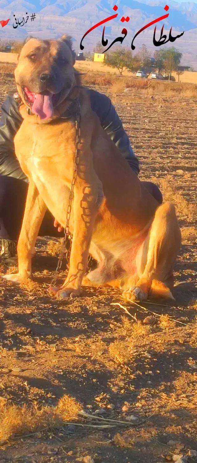 خراسانی|سگ|چناران, |دیوار