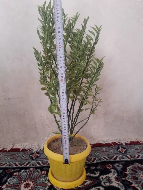 گل دو رنگ|گل و گیاه طبیعی|مرند, |دیوار