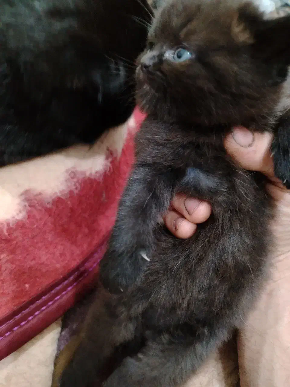 گربه|گربه|اهواز, کوی مهدیس|دیوار