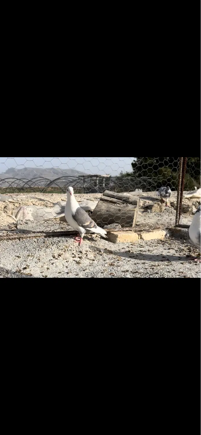 کبوتر|پرنده|شیراز, سلطان آباد|دیوار